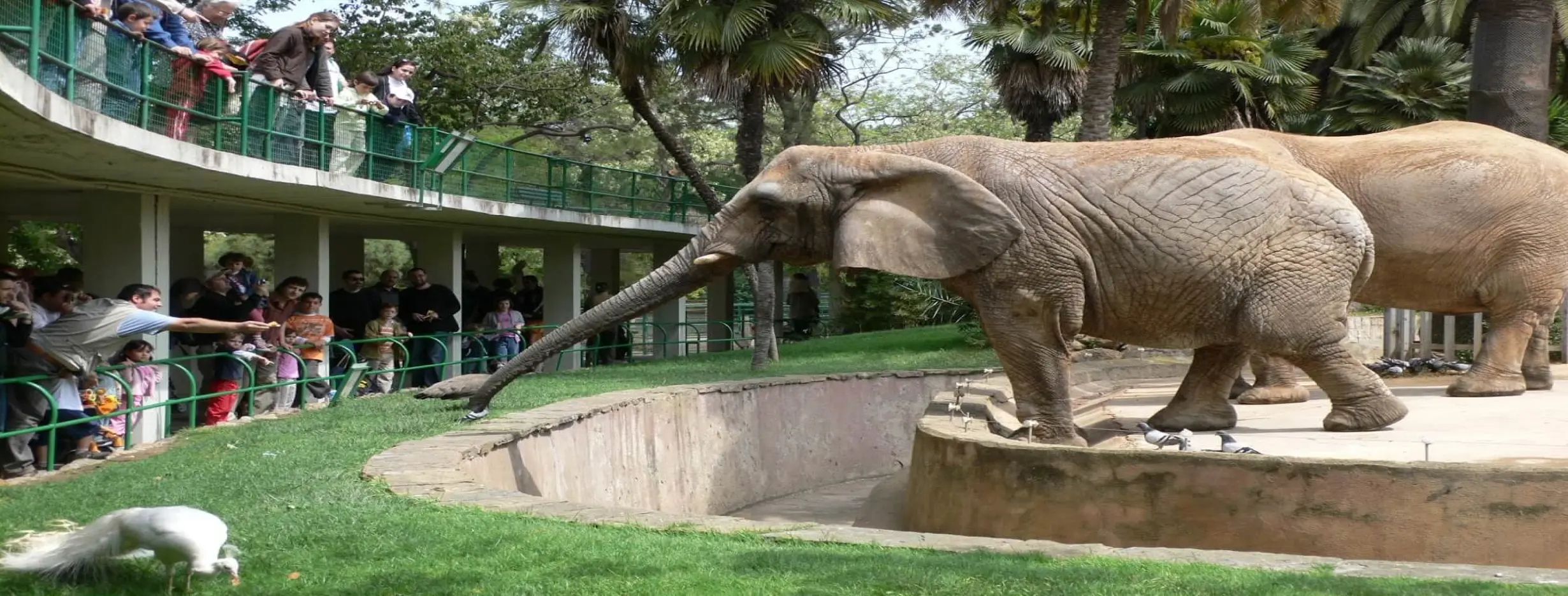 Image for Kinshasa Zoo